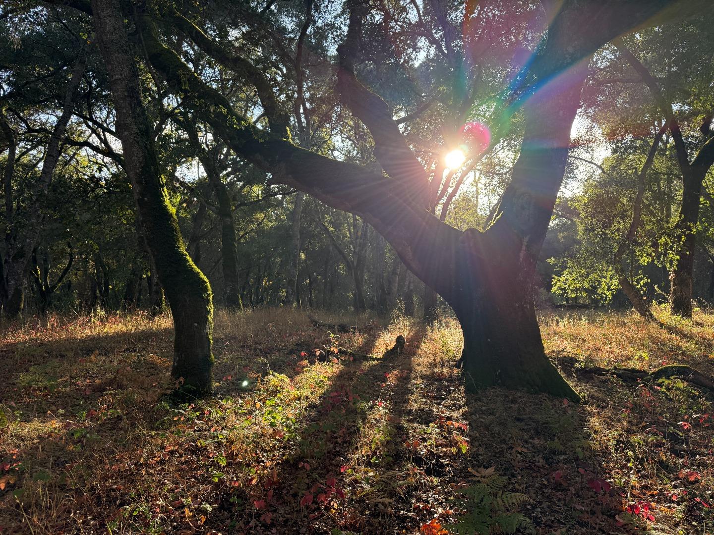 Detail Gallery Image 4 of 18 For 9 Garzas (Lot 49) Trl, Carmel,  CA 93923 - – Beds | – Baths