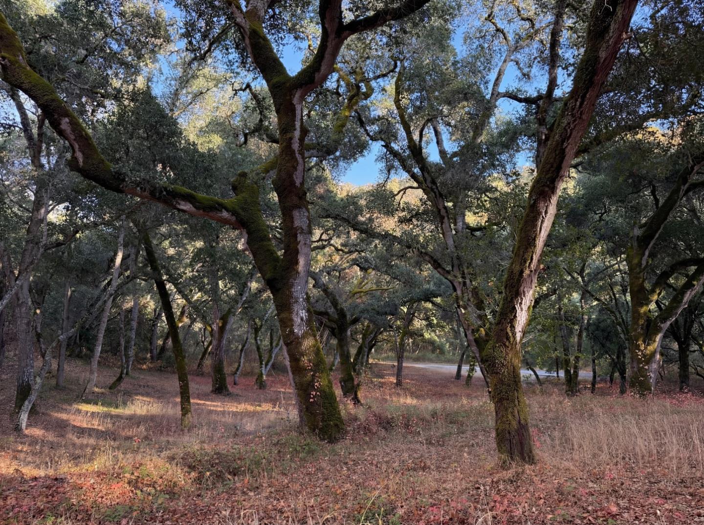 Detail Gallery Image 6 of 18 For 9 Garzas (Lot 49) Trl, Carmel,  CA 93923 - – Beds | – Baths