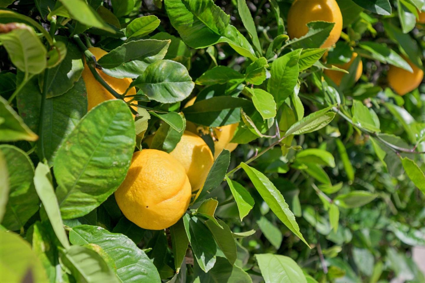 Detail Gallery Image 80 of 95 For 520 Darrell Rd, Hillsborough,  CA 94010 - 6 Beds | 5/1 Baths