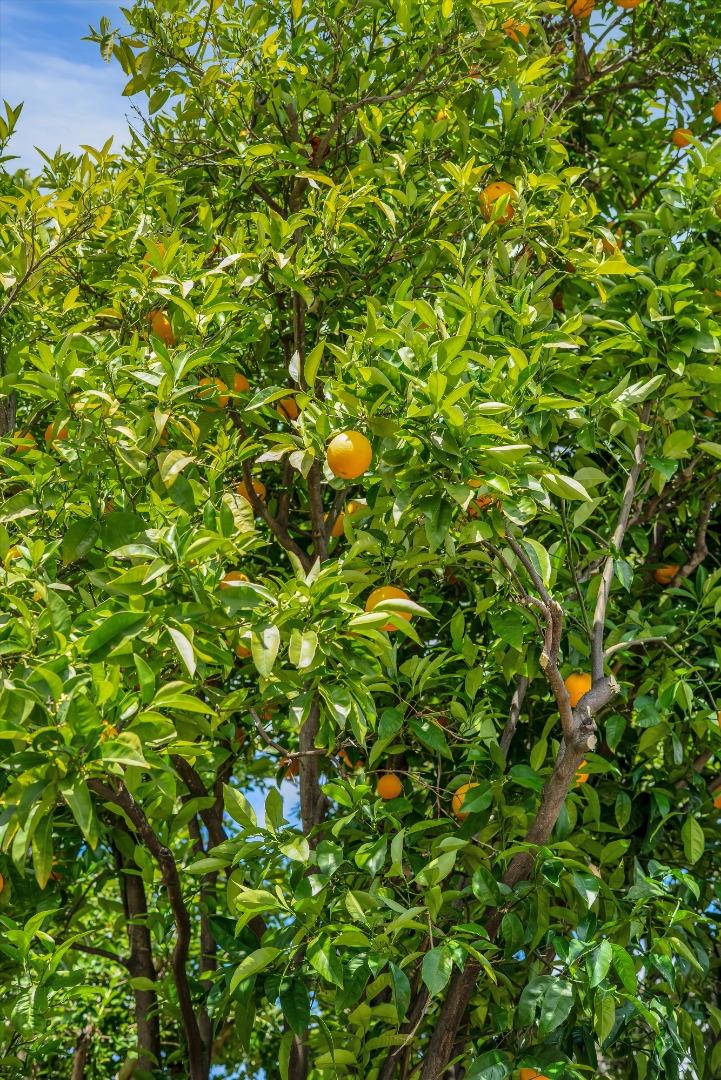 Detail Gallery Image 44 of 47 For 18967 Palo Oaks Ct, Saratoga,  CA 95070 - 4 Beds | 2/1 Baths