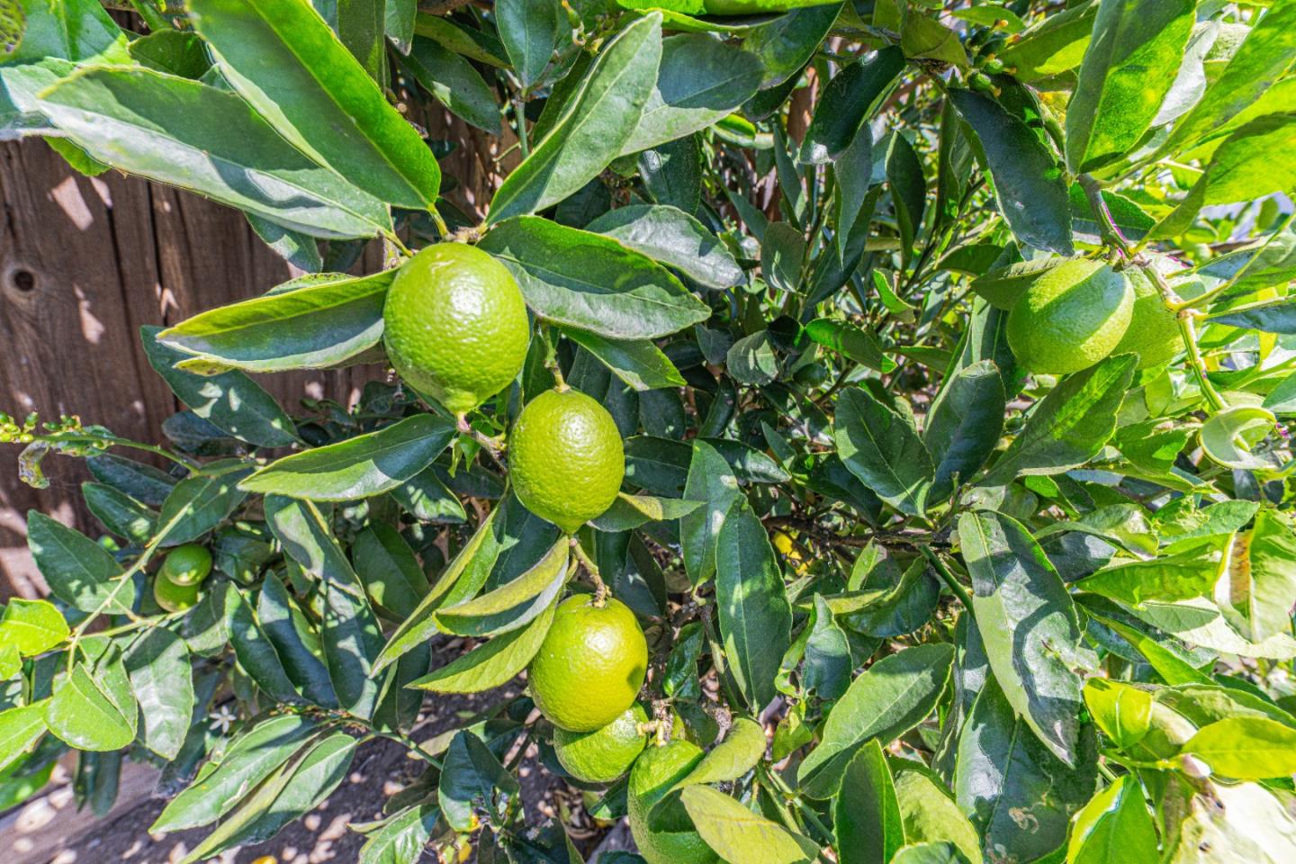 Detail Gallery Image 35 of 37 For 43 Saint Brendan Way, Salinas,  CA 93906 - 3 Beds | 2 Baths