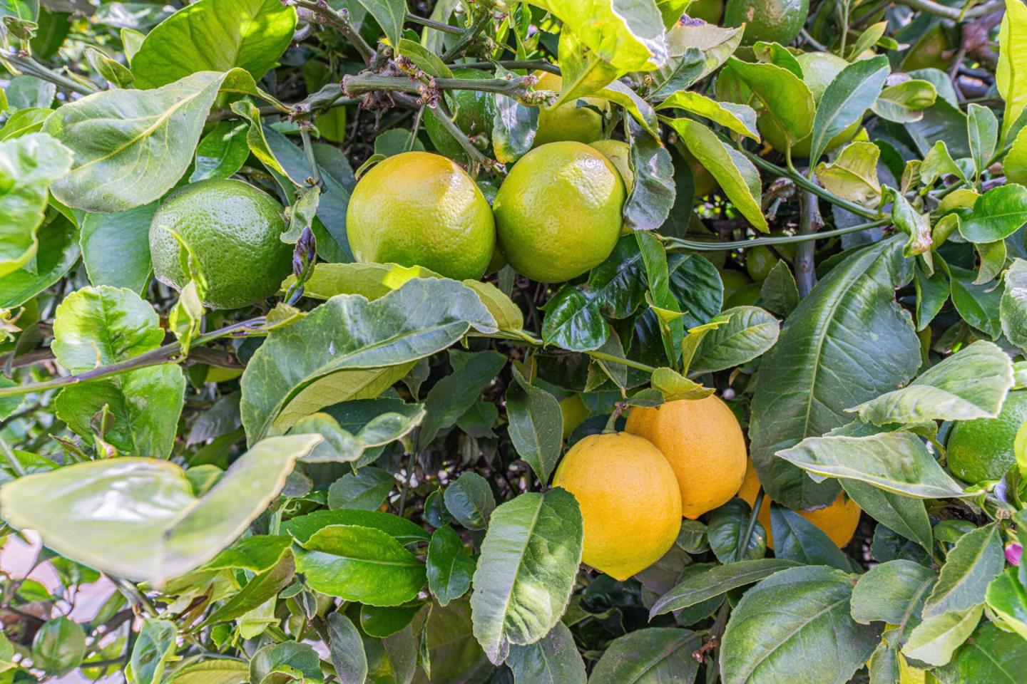 Detail Gallery Image 39 of 41 For 40 Saint Brendan Way, Salinas,  CA 93906 - 4 Beds | 3 Baths