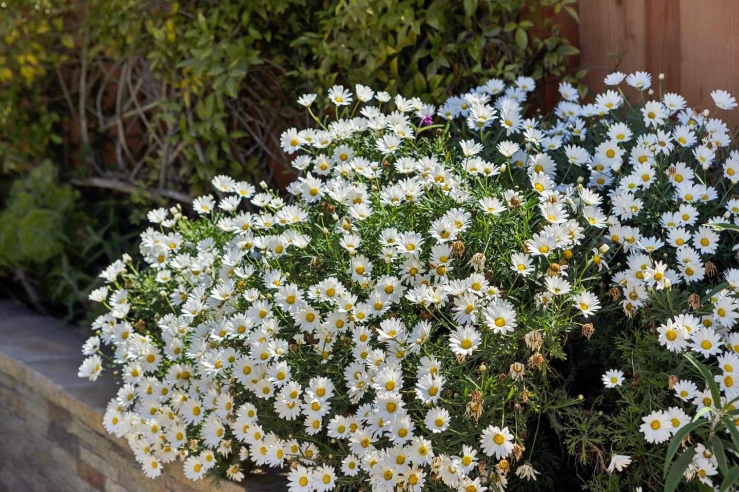 Detail Gallery Image 29 of 30 For 735 Montezuma Dr, Pacifica,  CA 94044 - 3 Beds | 1 Baths