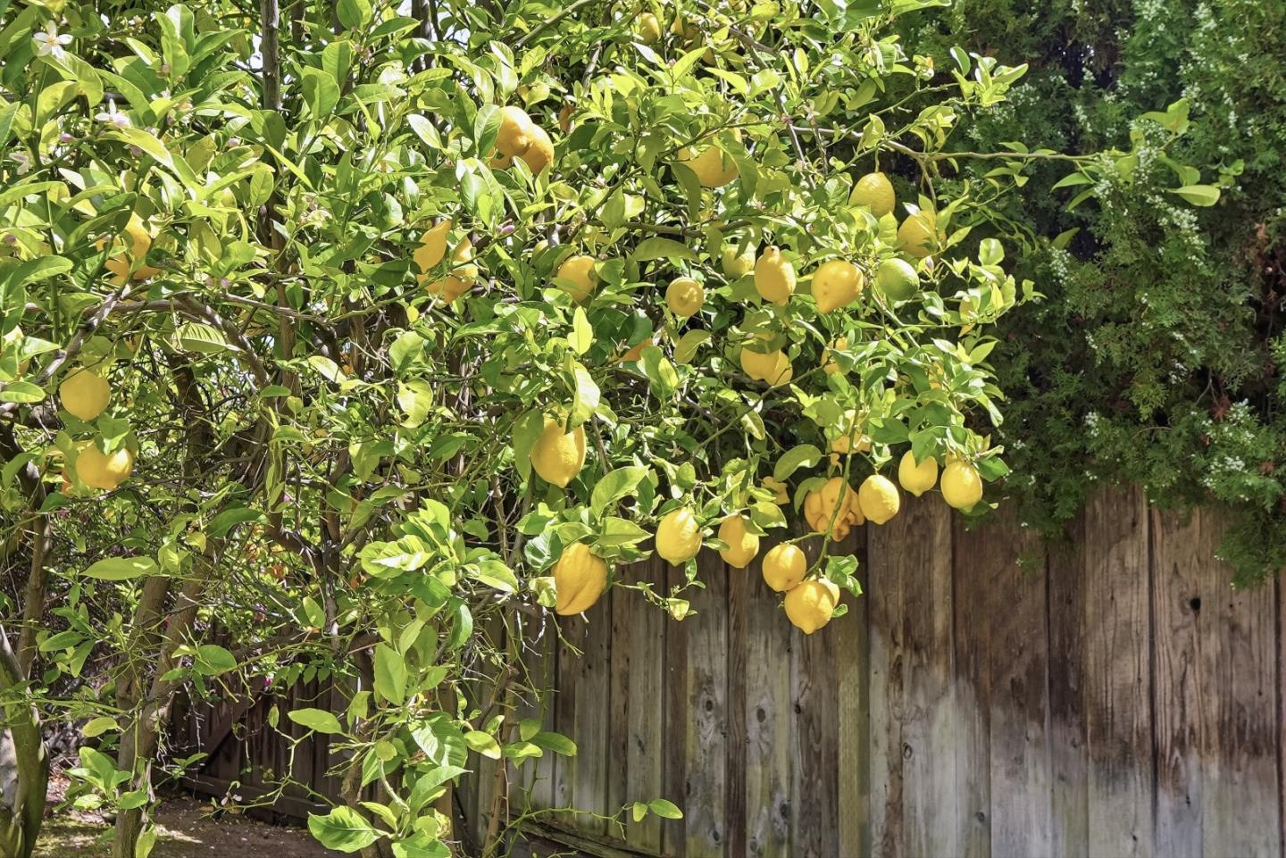 Detail Gallery Image 43 of 52 For 373 Dayton Ave, Santa Clara,  CA 95051 - 3 Beds | 2 Baths