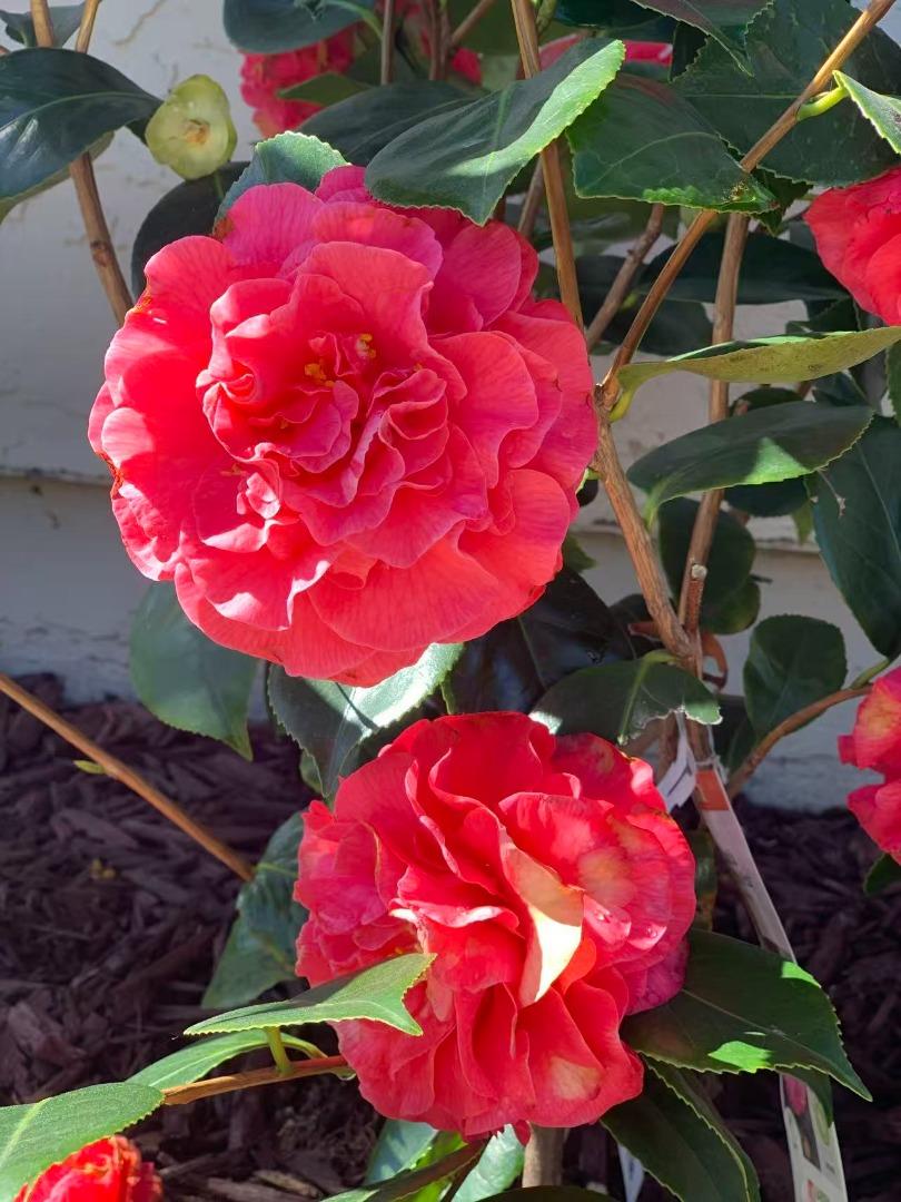 Detail Gallery Image 41 of 55 For 12 Riviera Cir, Redwood City,  CA 94065 - 4 Beds | 2/1 Baths