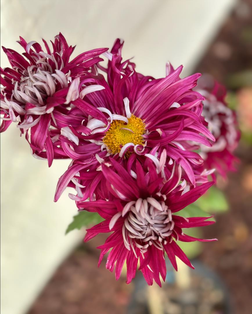 Detail Gallery Image 42 of 55 For 12 Riviera Cir, Redwood City,  CA 94065 - 4 Beds | 2/1 Baths