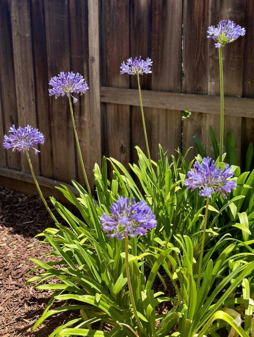 Detail Gallery Image 43 of 55 For 12 Riviera Cir, Redwood City,  CA 94065 - 4 Beds | 2/1 Baths