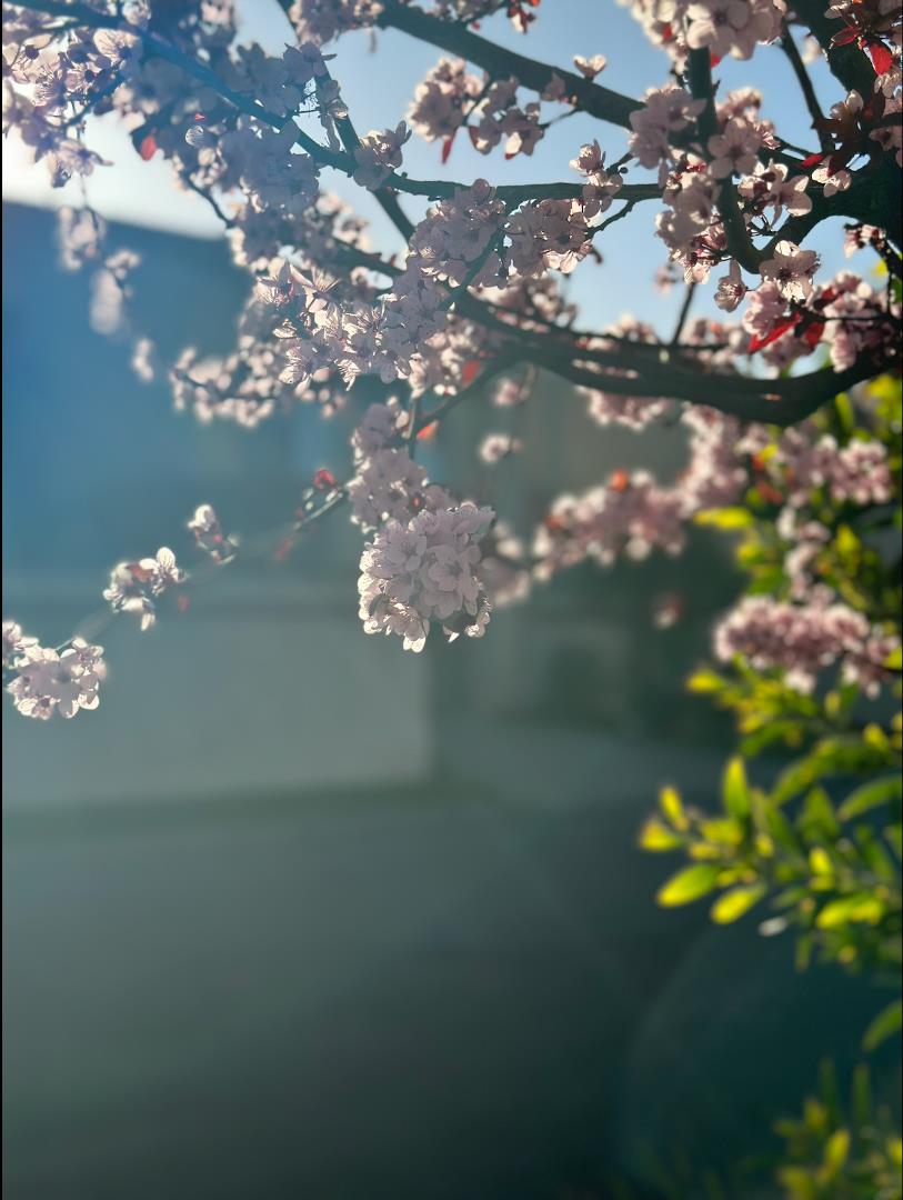 Detail Gallery Image 44 of 55 For 12 Riviera Cir, Redwood City,  CA 94065 - 4 Beds | 2/1 Baths