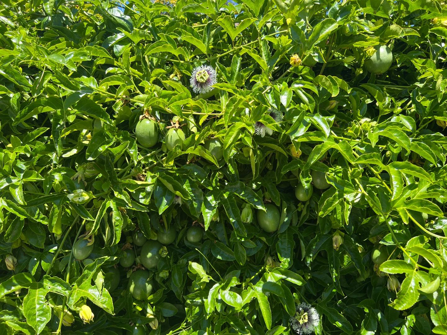 Detail Gallery Image 37 of 41 For 32915 Lake Erie St, Fremont,  CA 94555 - 3 Beds | 2 Baths