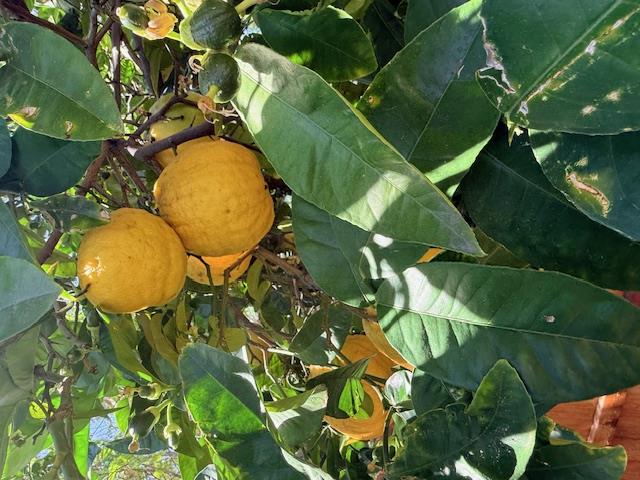 Detail Gallery Image 29 of 32 For 3730 Rolling Hills Dr, Pittsburg,  CA 94565 - 3 Beds | 2 Baths