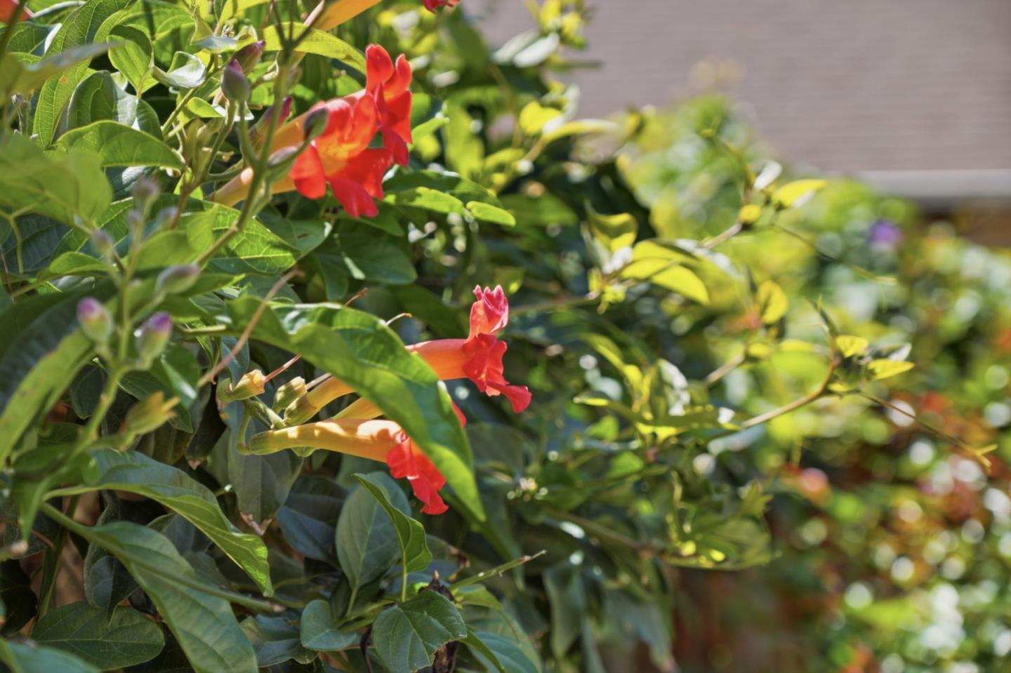 Detail Gallery Image 42 of 61 For 207 E Rincon Ave, Campbell,  CA 95008 - – Beds | – Baths