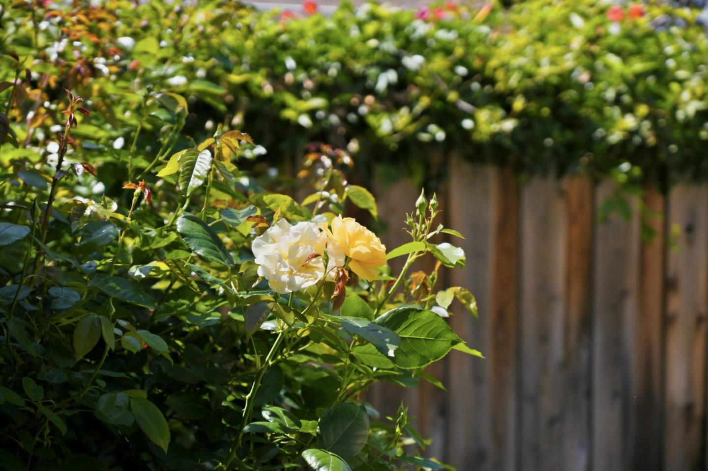 Detail Gallery Image 43 of 61 For 207 E Rincon Ave, Campbell,  CA 95008 - – Beds | – Baths