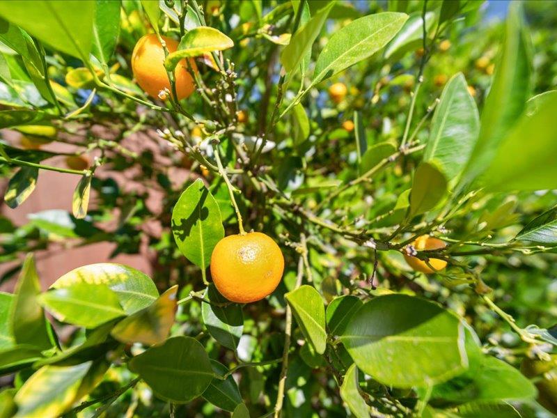 Detail Gallery Image 47 of 57 For 1371 Lassen Ave, Milpitas,  CA 95035 - 5 Beds | 2/1 Baths