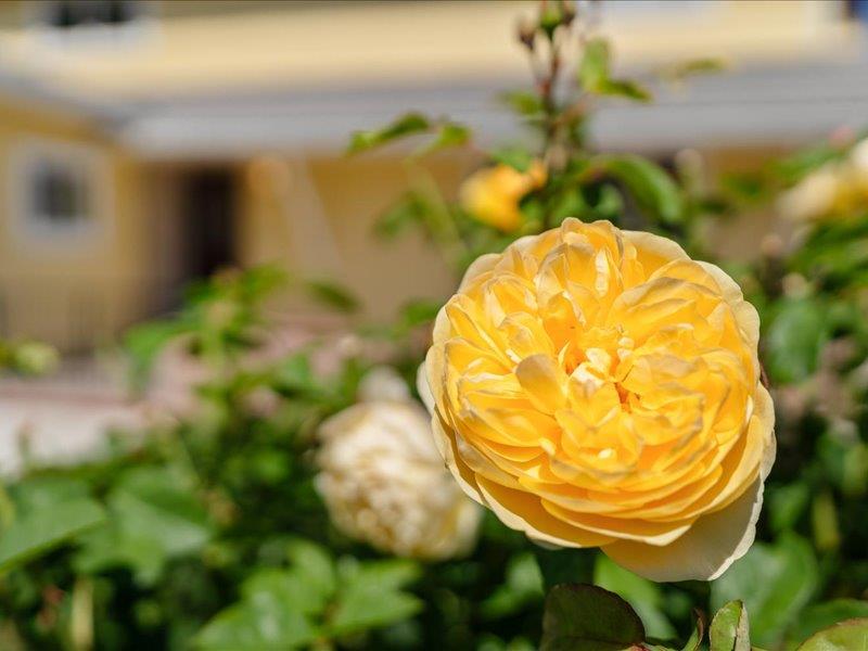 Detail Gallery Image 7 of 57 For 1371 Lassen Ave, Milpitas,  CA 95035 - 5 Beds | 2/1 Baths