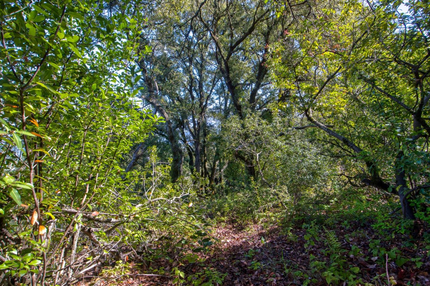 Detail Gallery Image 25 of 36 For 0 Montebello Rd, Cupertino,  CA 95014 - – Beds | – Baths