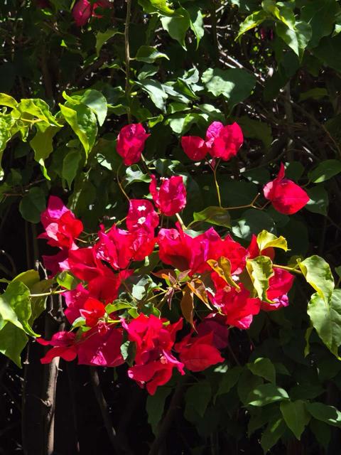 Photo 54