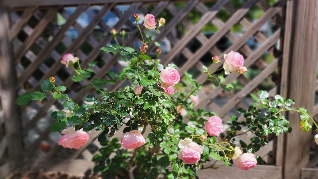 Detail Gallery Image 26 of 28 For 217 Mckendry Dr, Menlo Park,  CA 94025 - 3 Beds | 1 Baths