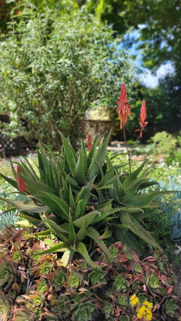 Detail Gallery Image 27 of 28 For 217 Mckendry Dr, Menlo Park,  CA 94025 - 3 Beds | 1 Baths