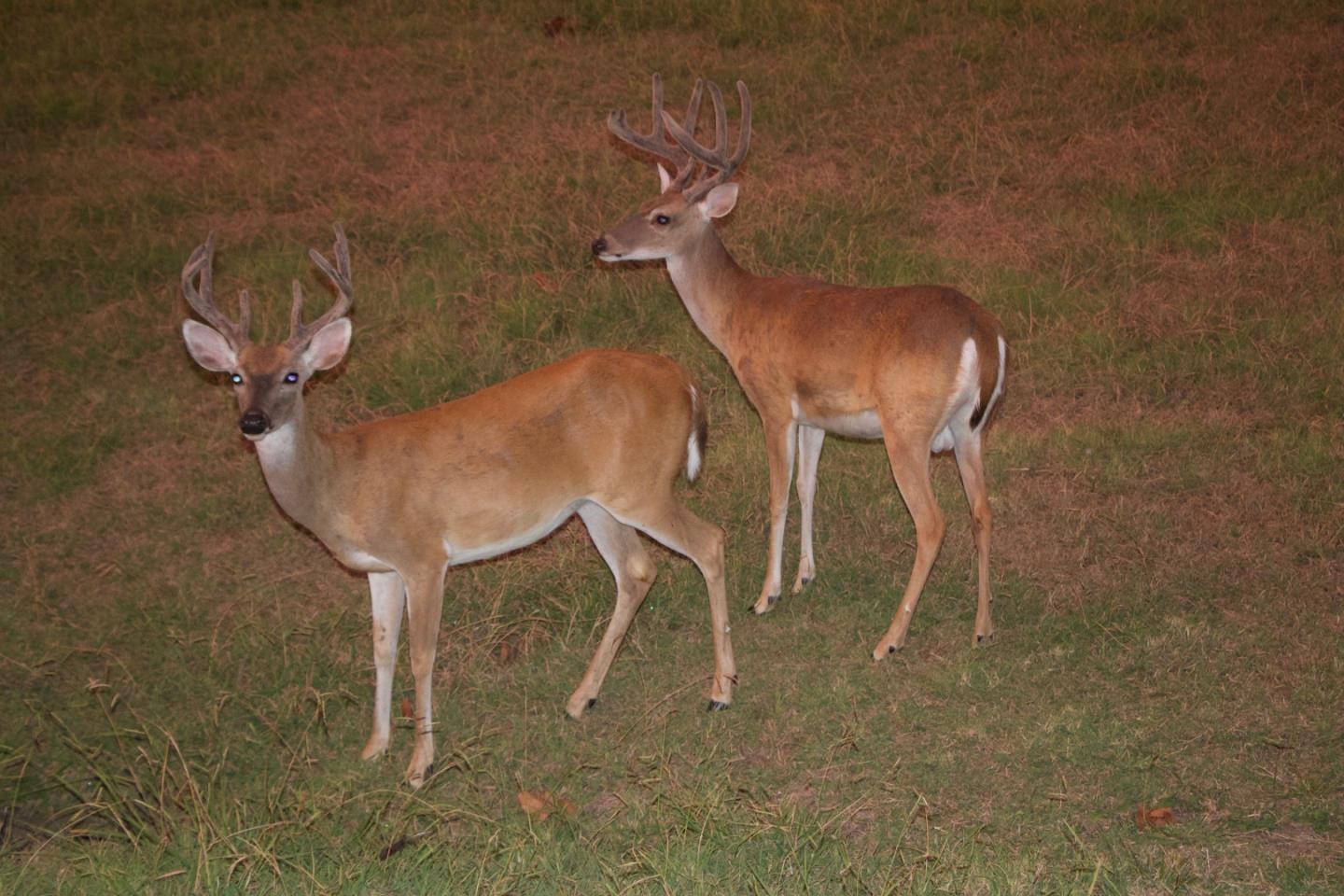 Detail Gallery Image 16 of 43 For 00 Almaden, San Jose,  CA 95120 - 1 Beds | 1 Baths