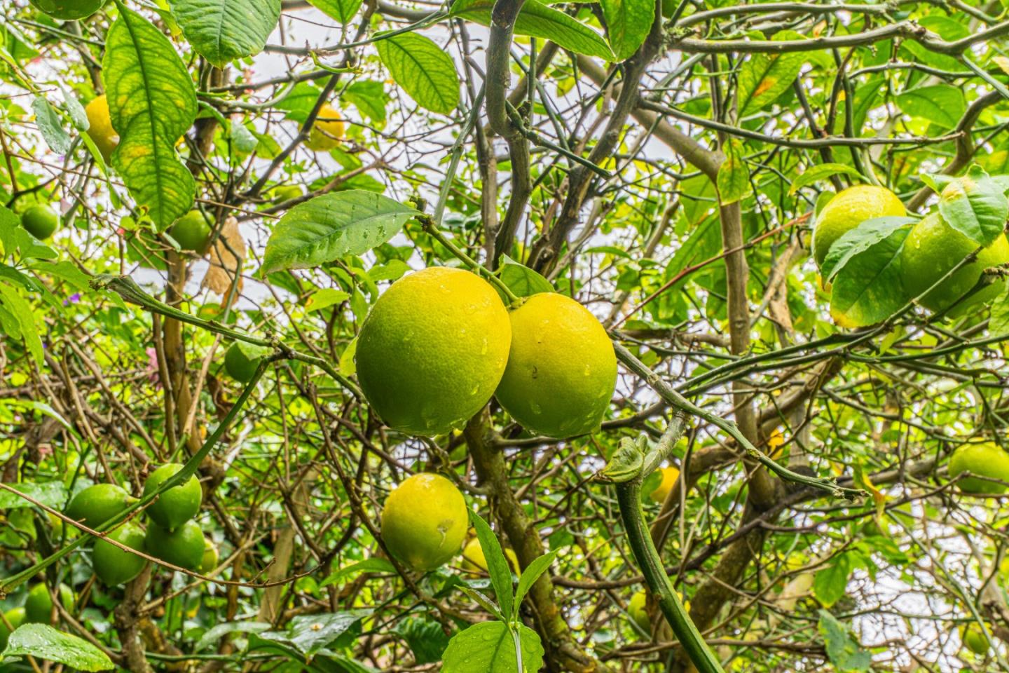 Detail Gallery Image 31 of 32 For 691 Park St, Salinas,  CA 93901 - 3 Beds | 2 Baths