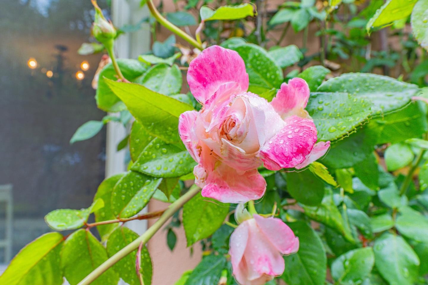 Detail Gallery Image 32 of 32 For 691 Park St, Salinas,  CA 93901 - 3 Beds | 2 Baths