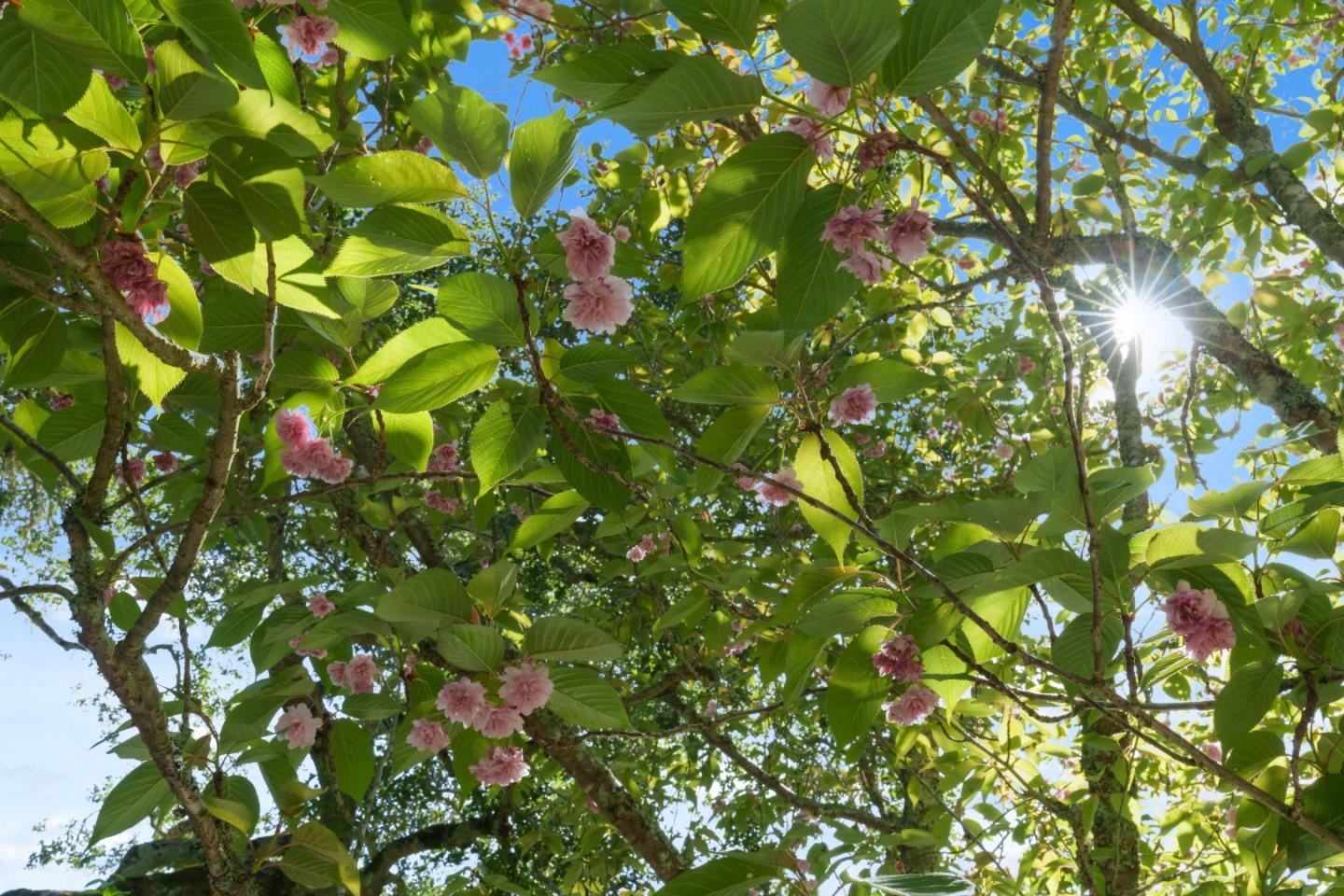 Detail Gallery Image 65 of 79 For 7910 Hihn Rd, Ben Lomond,  CA 95005 - 4 Beds | 3 Baths