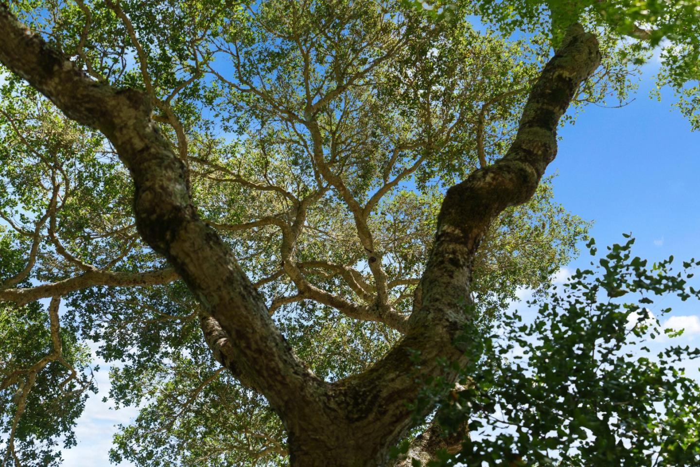 Detail Gallery Image 67 of 79 For 7910 Hihn Rd, Ben Lomond,  CA 95005 - 4 Beds | 3 Baths