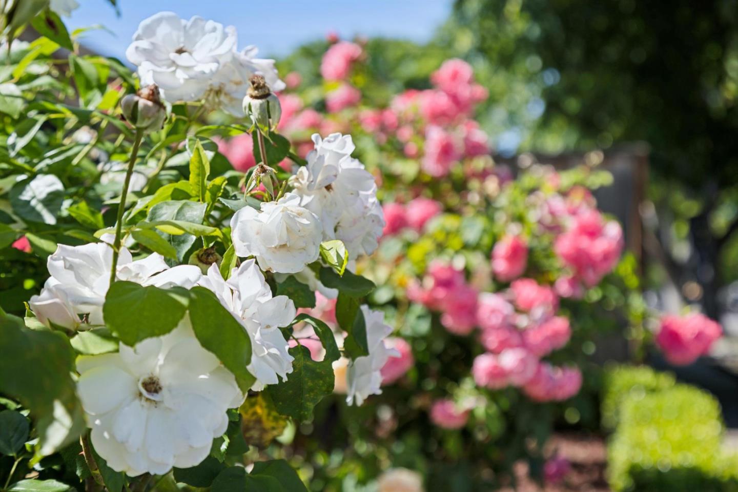 Detail Gallery Image 39 of 48 For 1243 Dorchester Ln, San Jose,  CA 95118 - 3 Beds | 2 Baths
