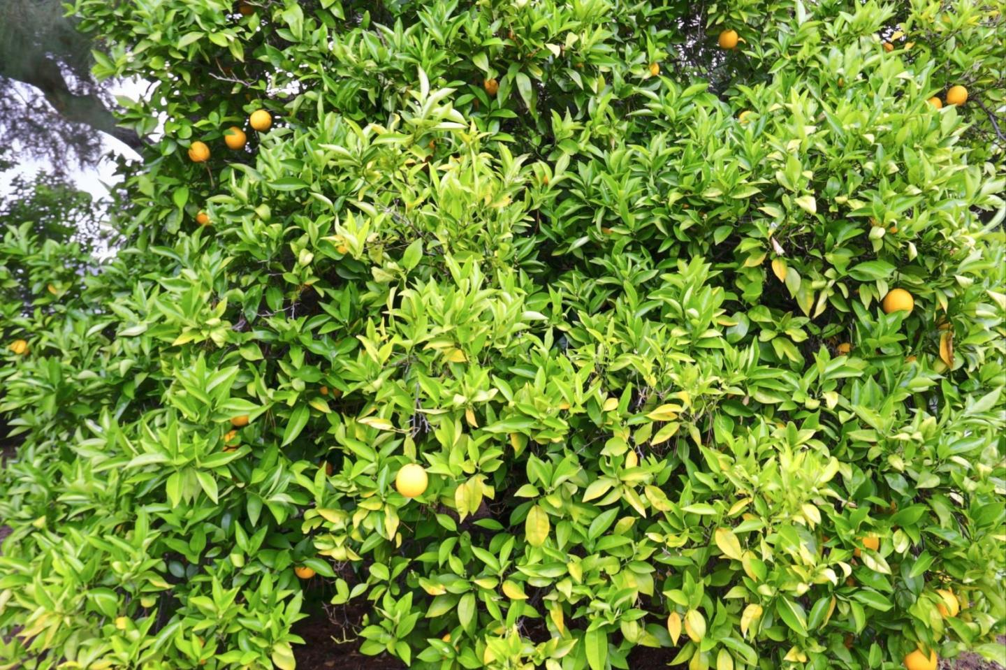 Detail Gallery Image 47 of 50 For 14701 Charmeran Ave, San Jose,  CA 95124 - 4 Beds | 2 Baths