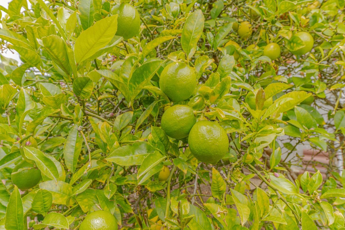 Detail Gallery Image 32 of 35 For 15084 Green Oak Pl, Salinas,  CA 93907 - 3 Beds | 2 Baths