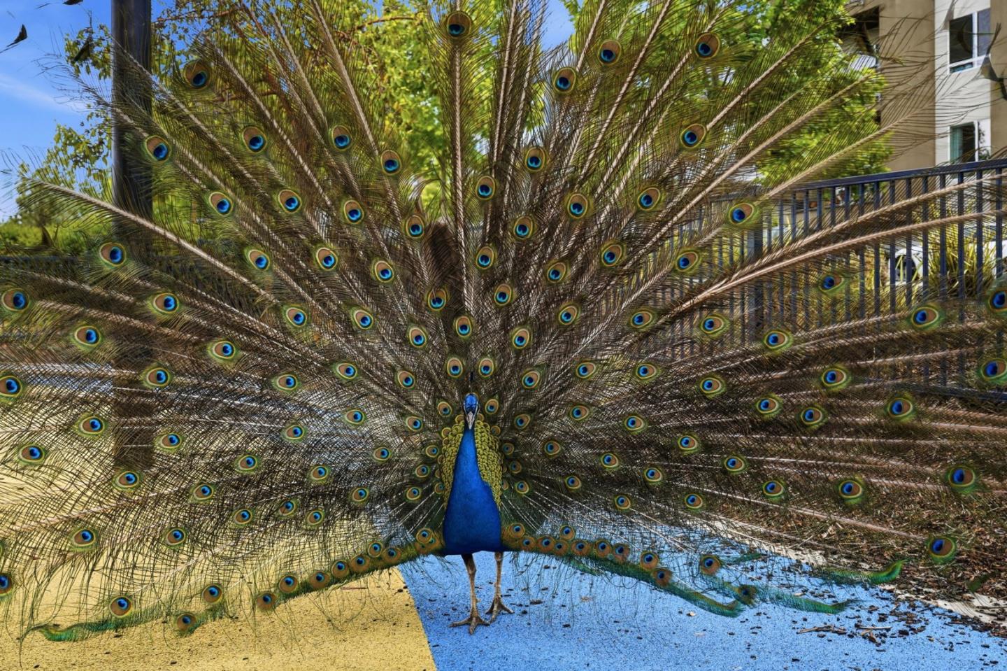 Photo #38: ML82044083 Listing: Photo #38