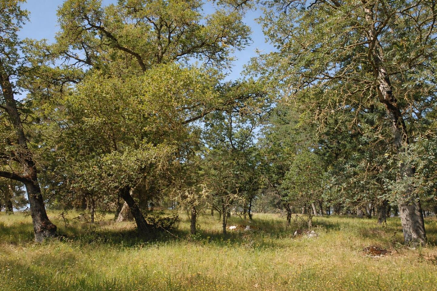 5622 Del Sol Lane, San Andreas, CA, 95249