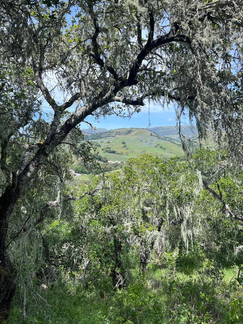 33446 E Carmel Valley RD, CarmelValley, CA 93924, Photo 5