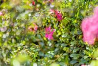 1949 Margot Pl, San Jose — 83