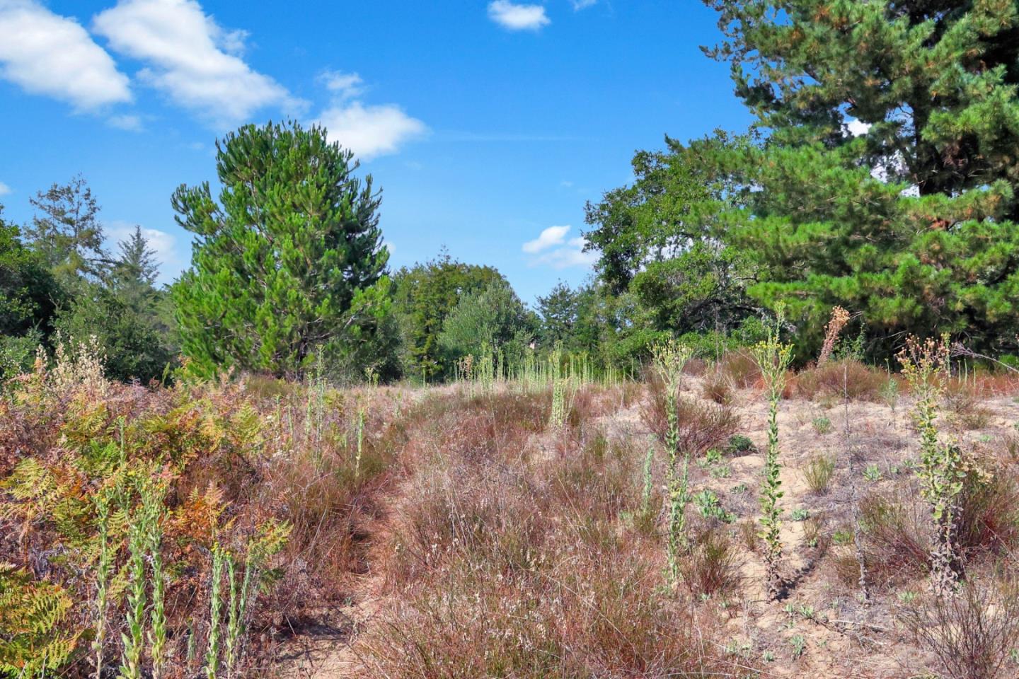 Jonathan, ScottsValley, CA 95066, Photo 2