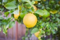4517 Vanderbilt Dr, San Jose — 22