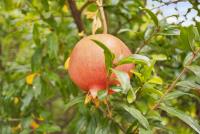 4517 Vanderbilt Dr, San Jose — 23