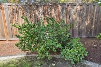 1510 Greene Dr, San Jose — 56