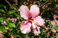 994 Glenridge Dr, San Jose — 45