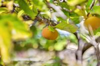 2106 Stonewood Ln, San Jose — 64