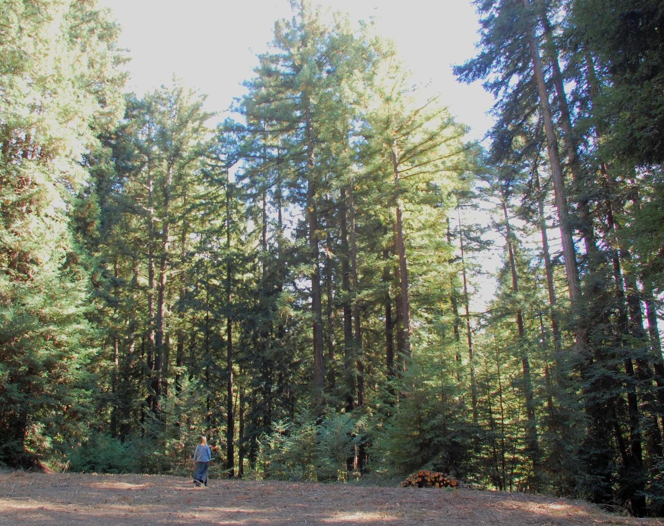 0 Redwood Lodge Rd, LosGatos_1, CA 95033, Photo 6